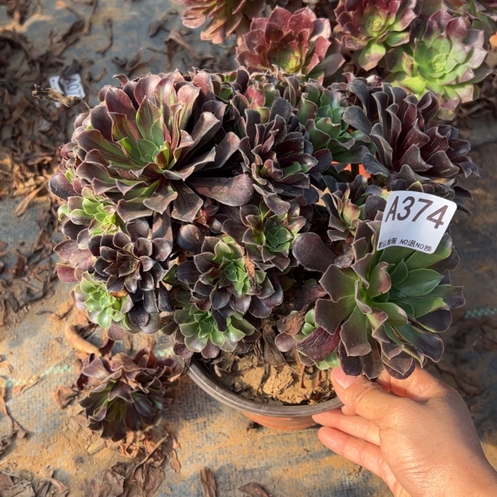 欧若拉多肉植物374.