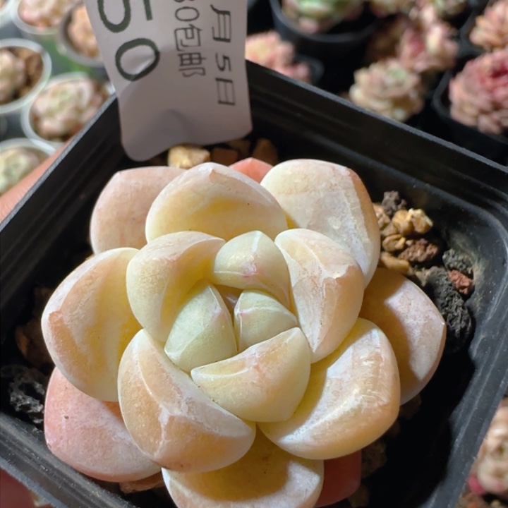 单头一颗脱土发货的