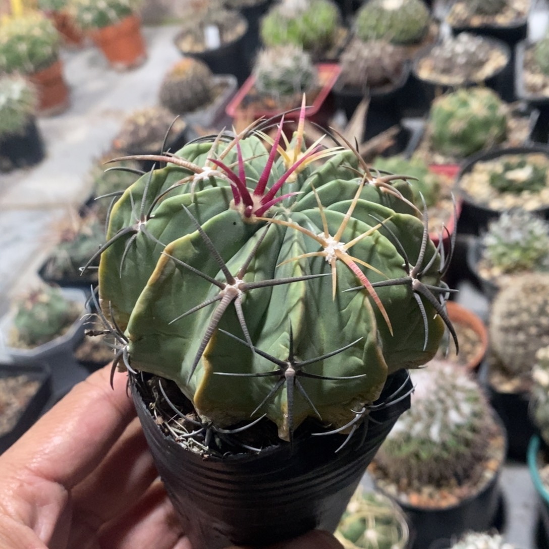 花***袁植播园艺赤城老球