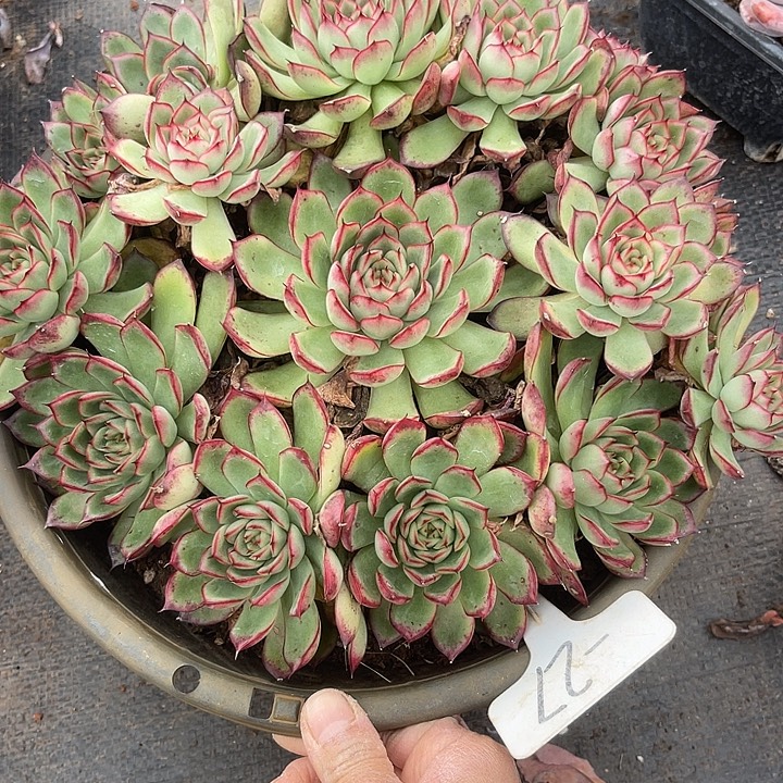 两单包邮，一物一拍，27不售后