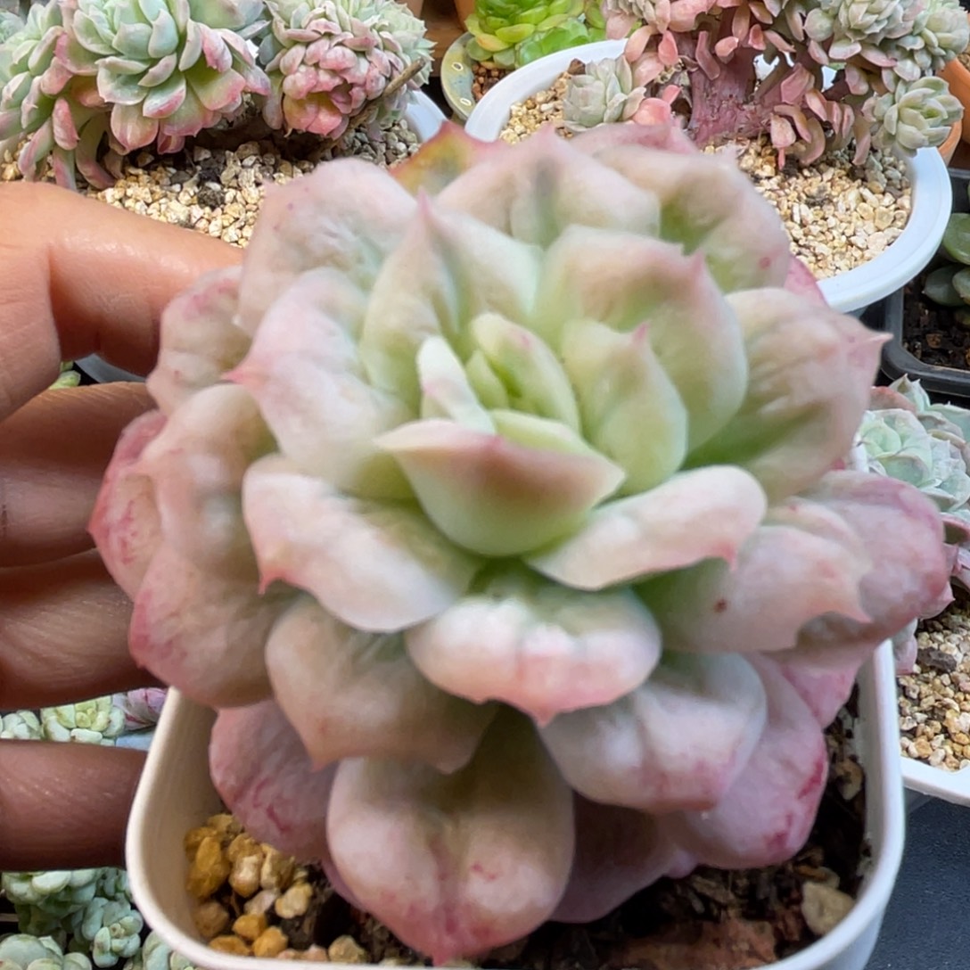 泡泡纱裙 6.6杯 多肉植物