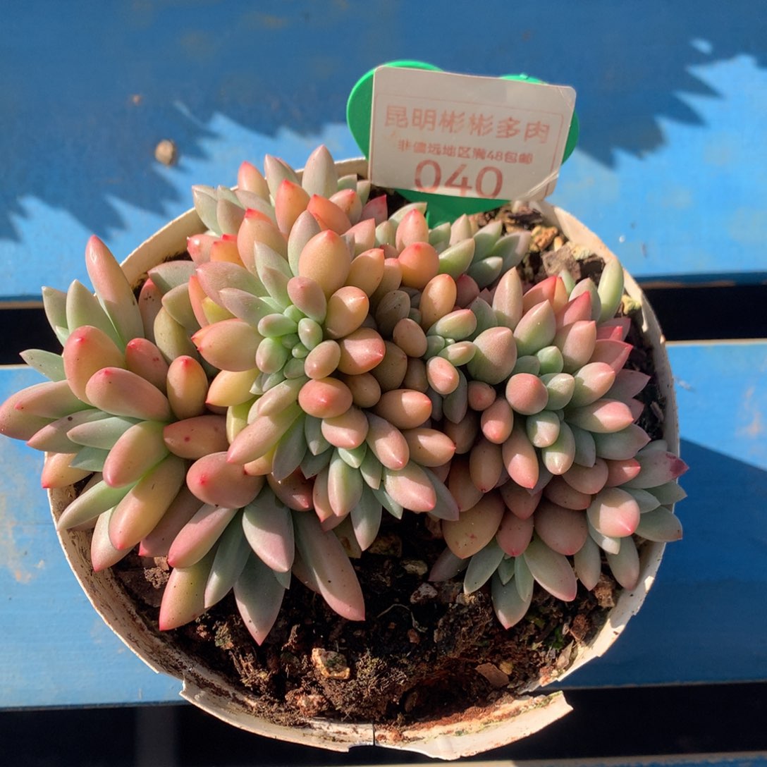 桃花源缀化040 一物一拍