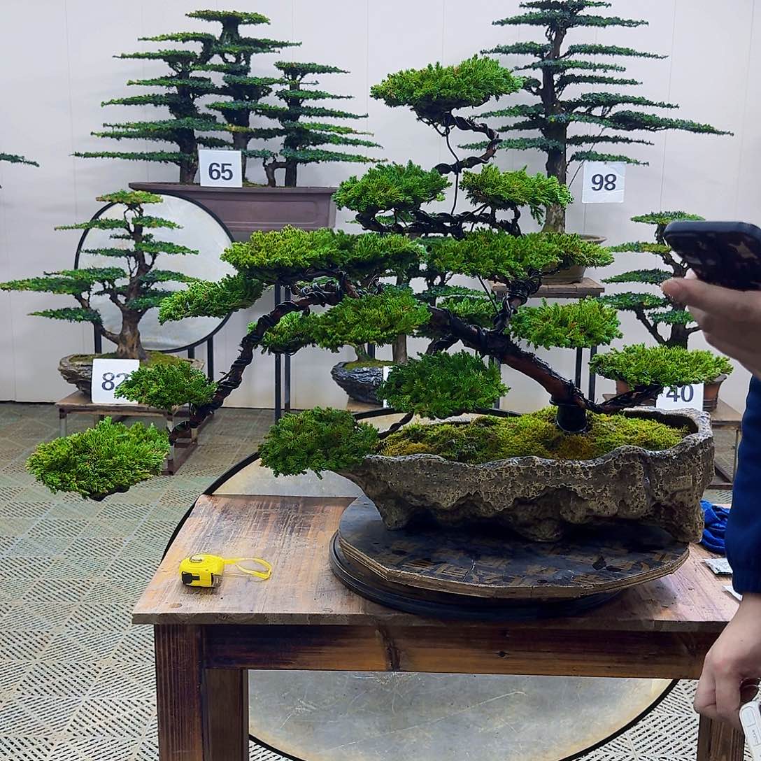 无花朵柏树造型盆景