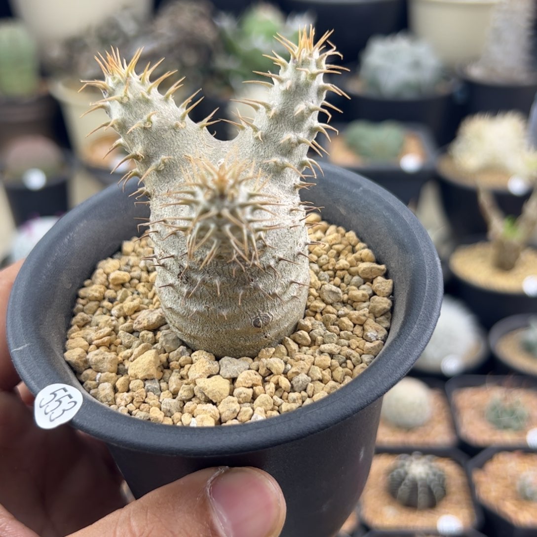 眷***诚象牙宫种播实生一物一拍553