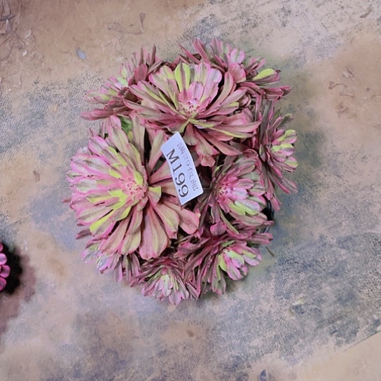 199花脸粉黛多肉植物