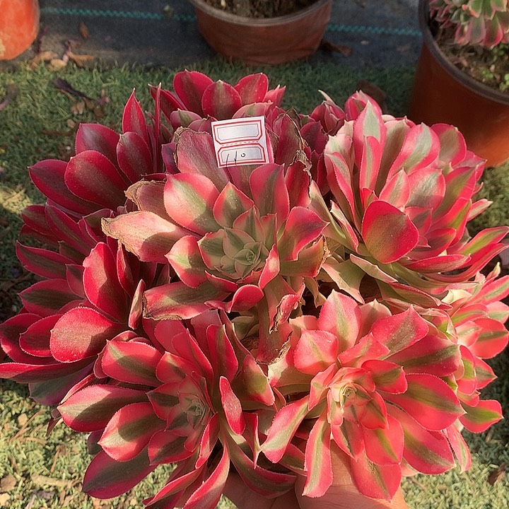 110粉女巫多肉植物