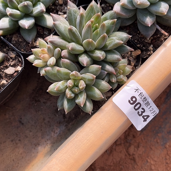 阿雅园艺。        9034