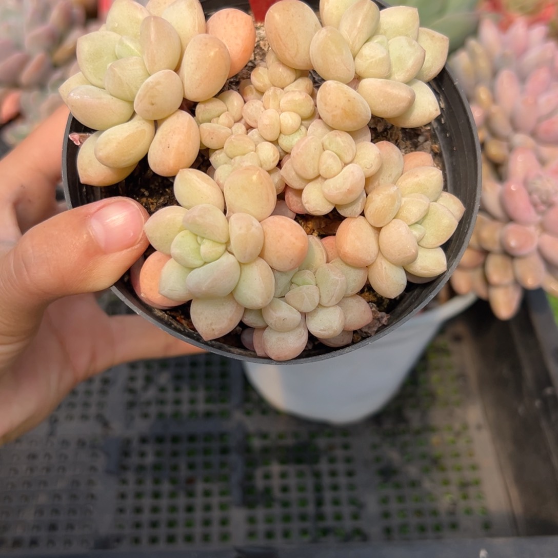 表妹精品多肉1786.