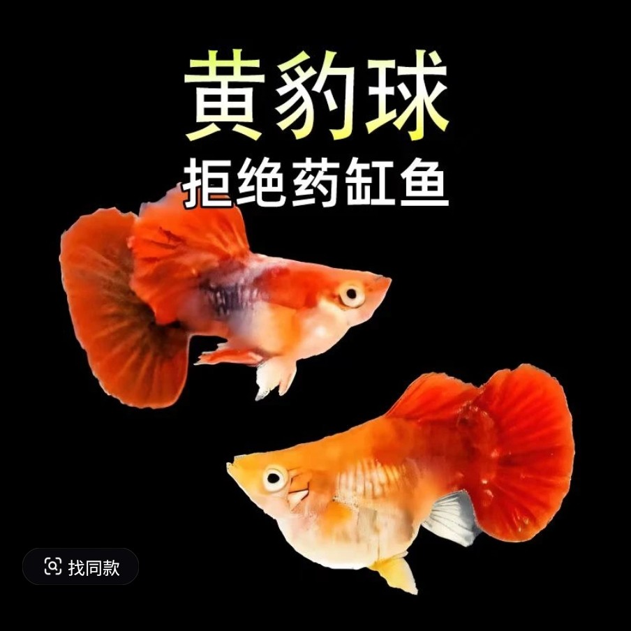 越系进口高端黄豹球活泼好养(入缸后不包损)