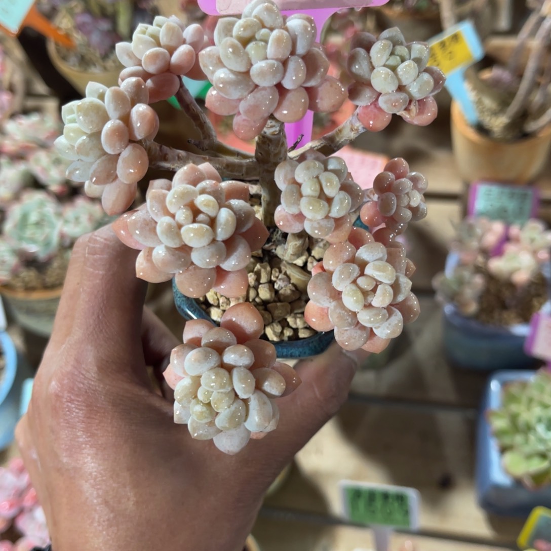 云尘多肉一物一拍不含盆858