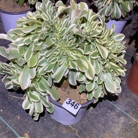 绿豆沙缀多肉植物法师不包损