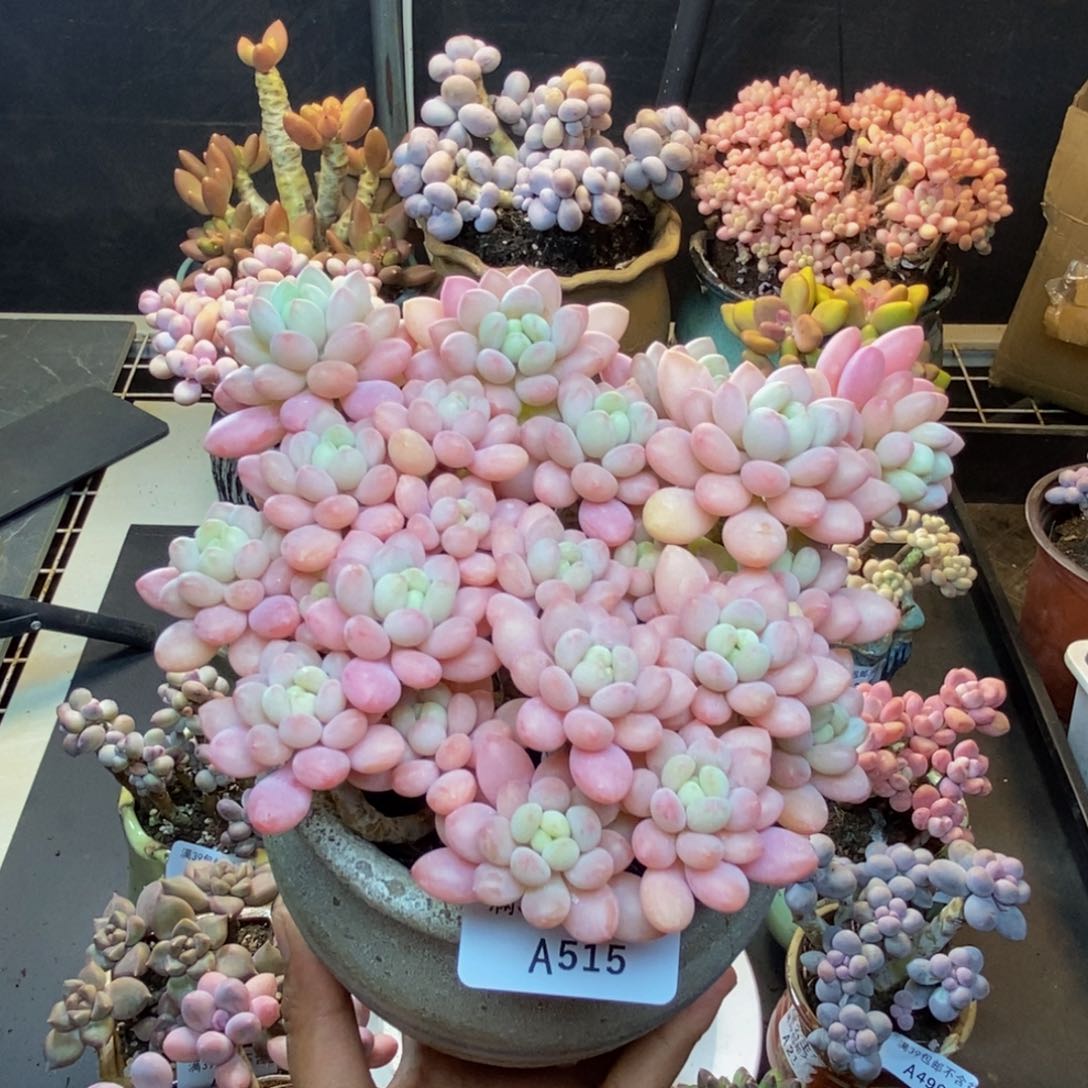 515冰淇淋鱼子酱多肉14cm