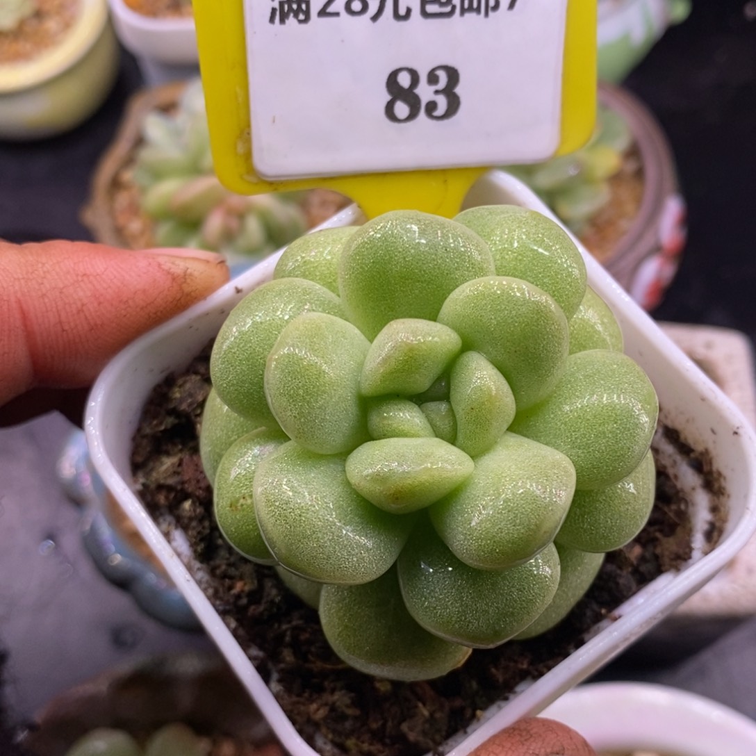 783冰玉石化圆秃子