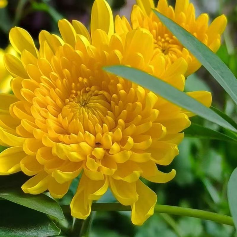 @10朵黄菊花@鲜花次日达今天买明天到清明节祭奠鲜花扫墓祭祖花束