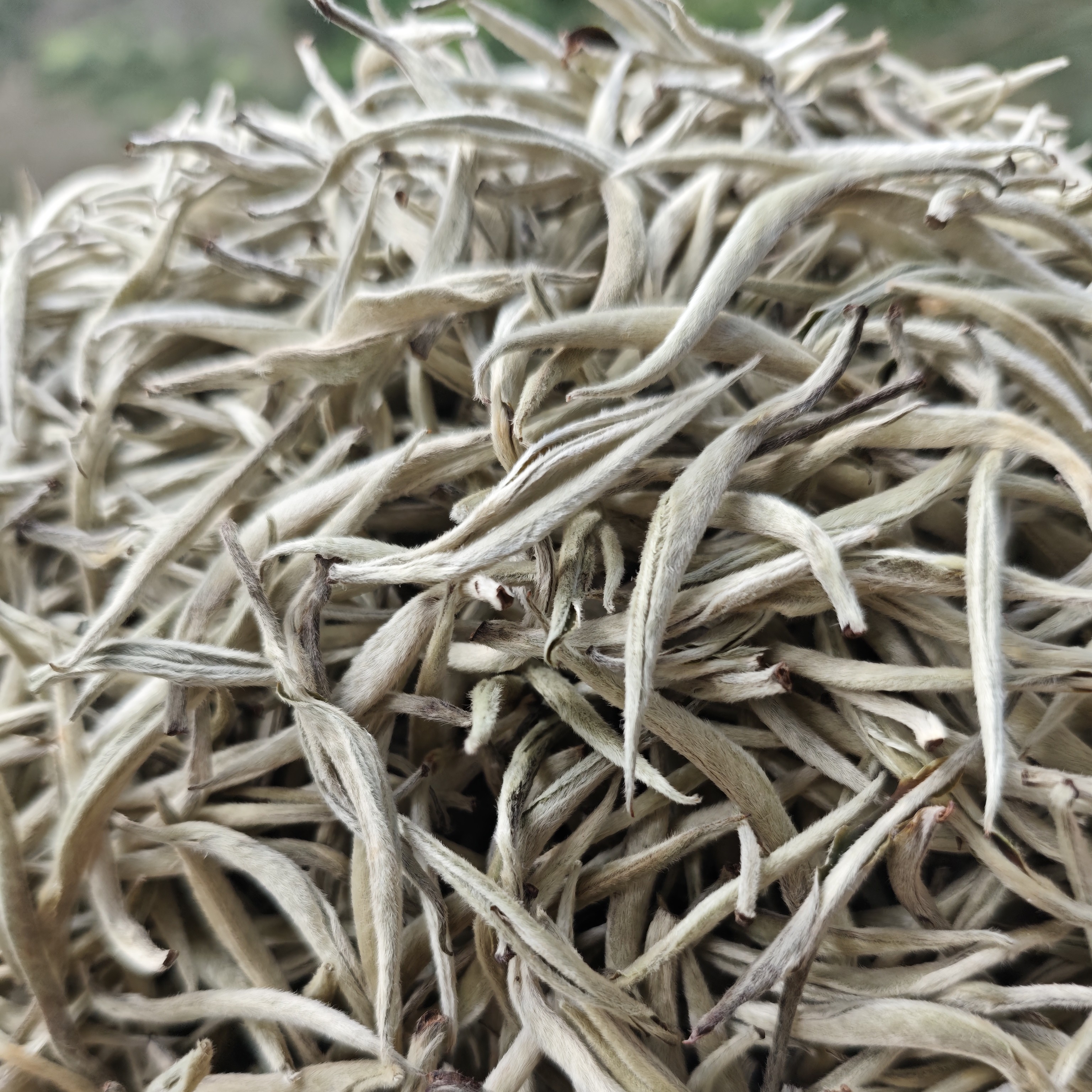 2025年云南白茶新茶清香清甜回甘白芽银针散茶