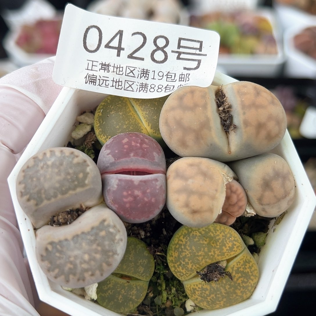 好养易活生石花大母本0428