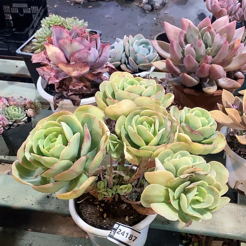 【闪购商品】碧桃24187