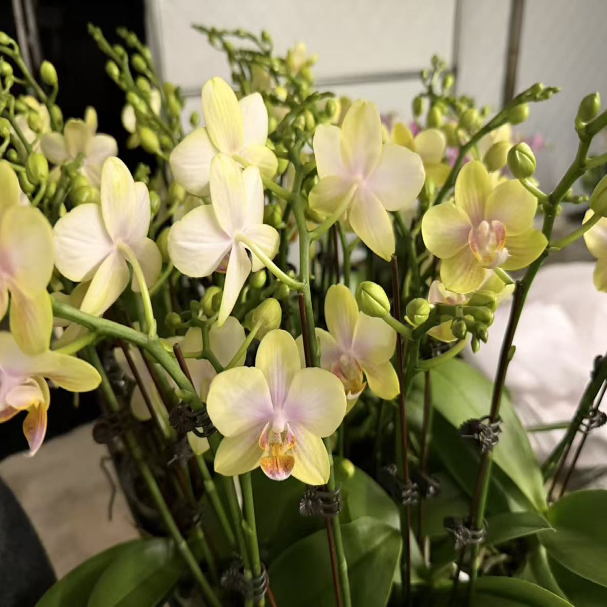 【3寸】双梗祥云蝴蝶兰年宵花盆栽花卉多年生室内阳台易养护