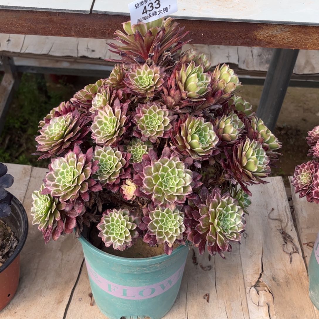 433繁星多肉植物法师