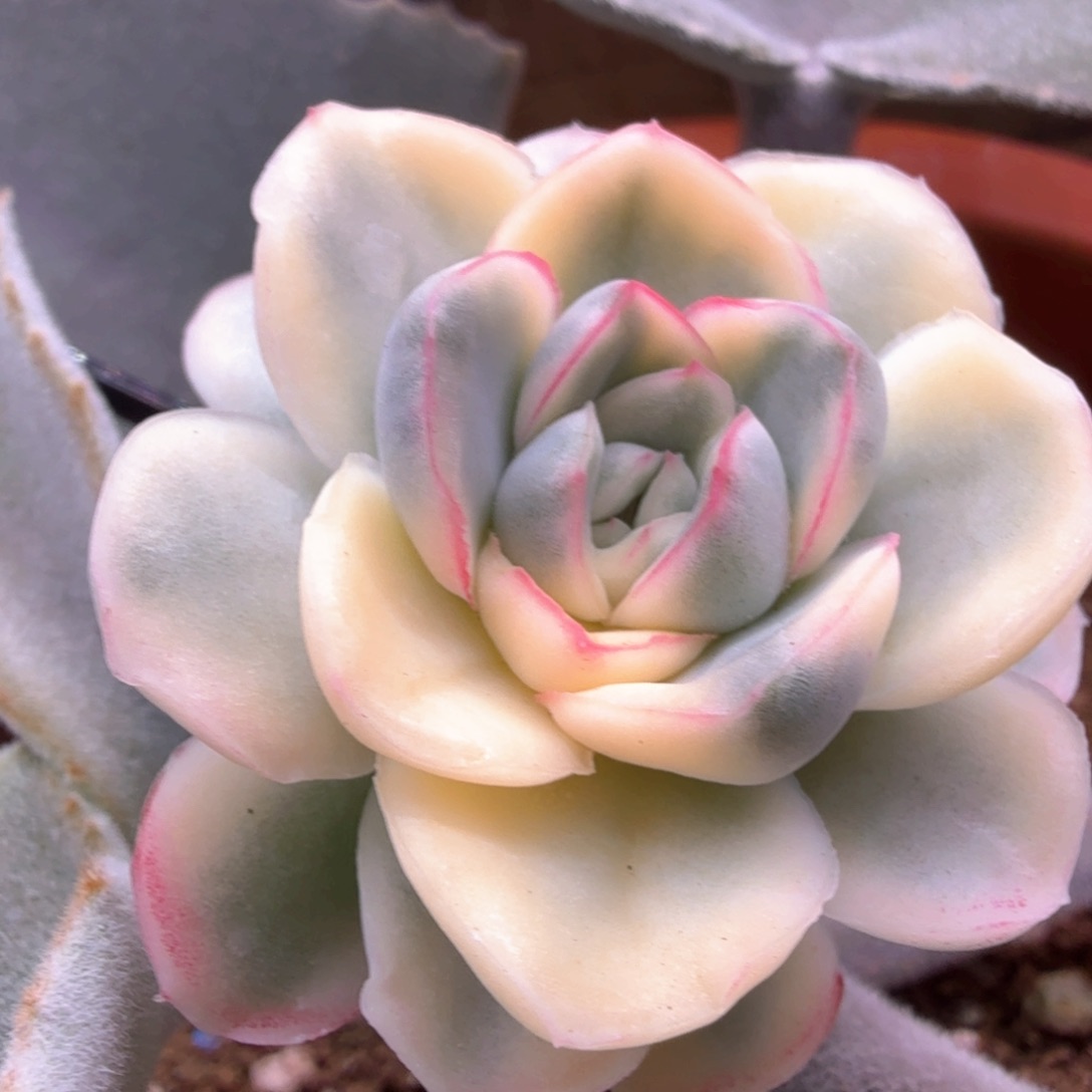 雪鸢锦 多肉植物锦