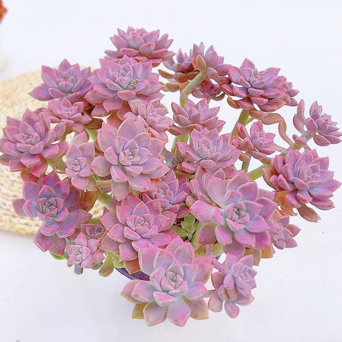 阿伦培多肉植物喜阳少水好养基地直发耐寒耐旱带养殖盆土新手好养