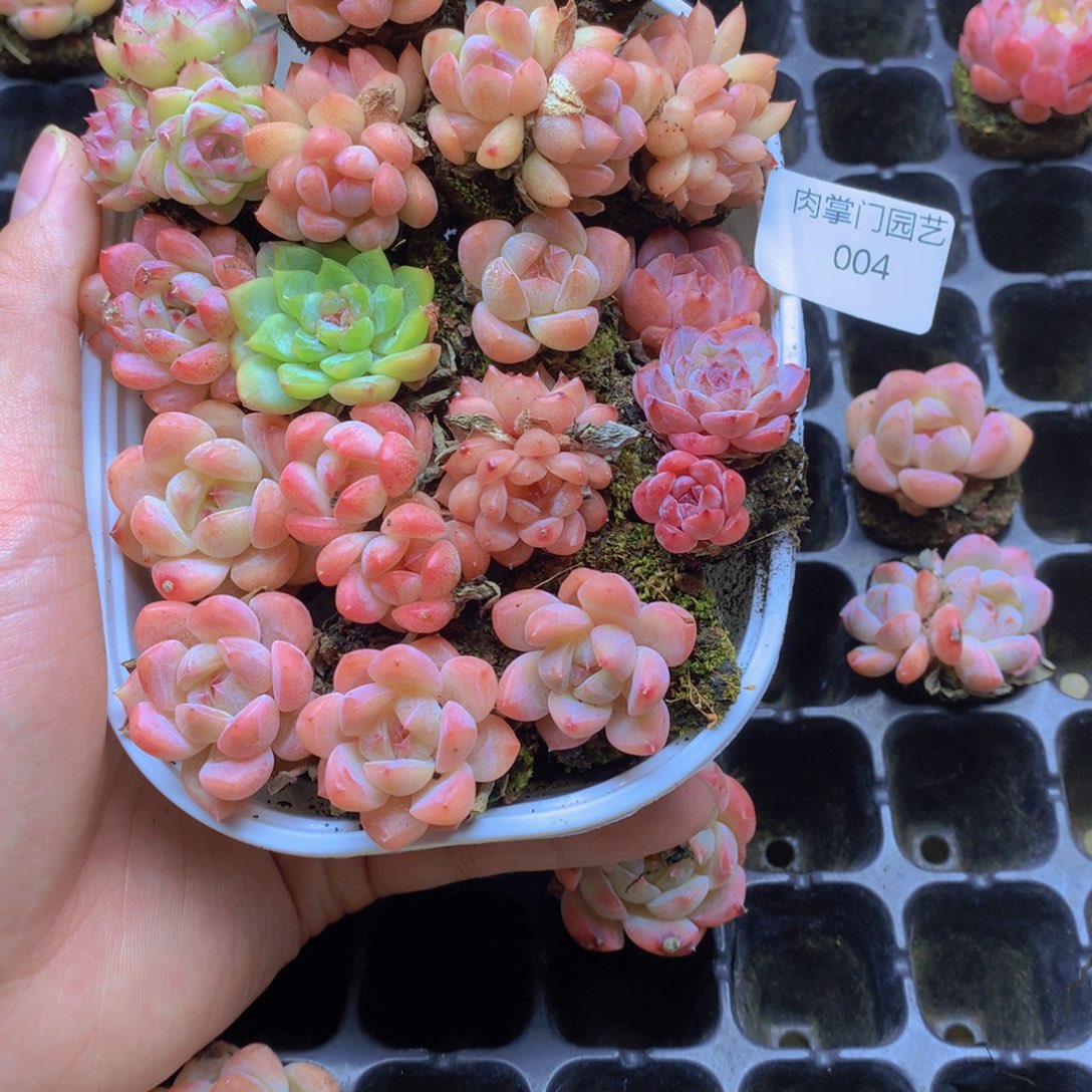 我要去看你了啊我的天004