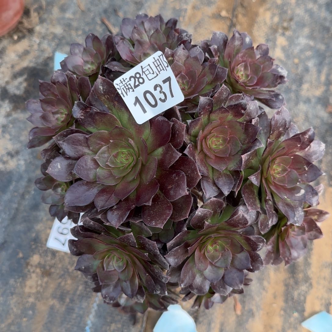 黑骑士多肉1037满28包邮断枝不包瑕疵