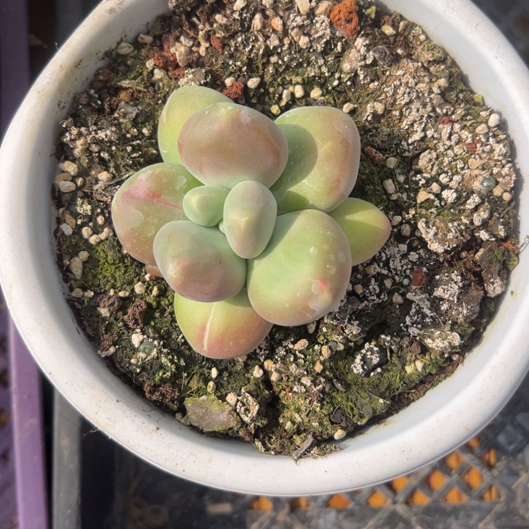 那***。张张精品多肉刚果