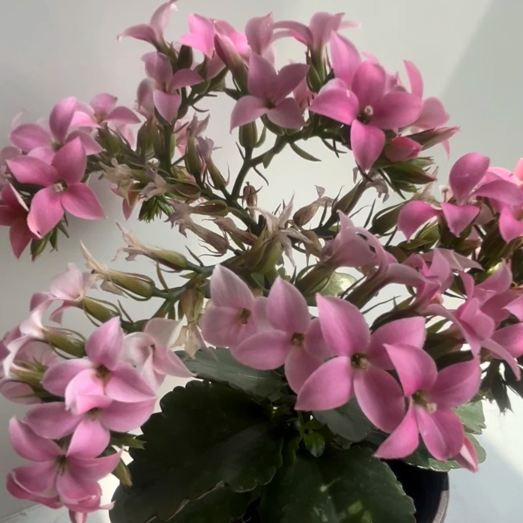 甩尾欧时力粉带花苞发货的单瓣长寿花盆栽室内阳台四季开花好养活
