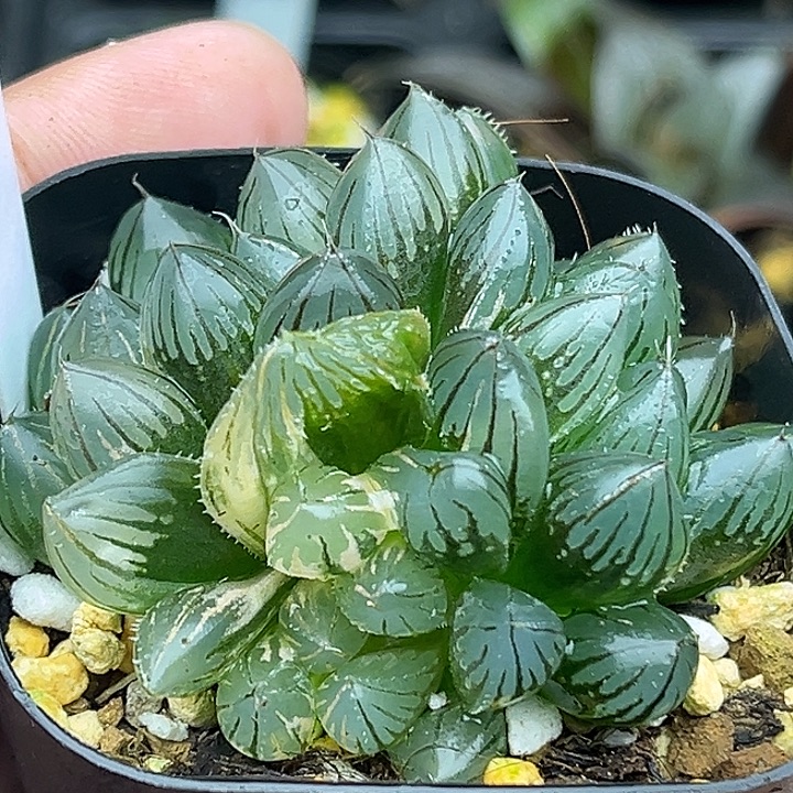 134三头龙爪玉露锦