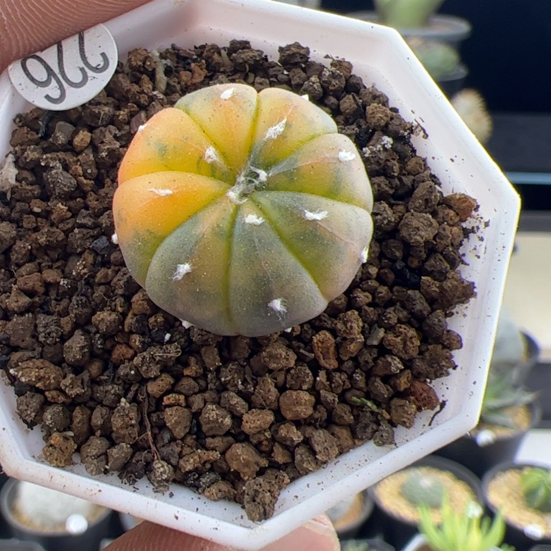 小兜锦实生2一物一拍