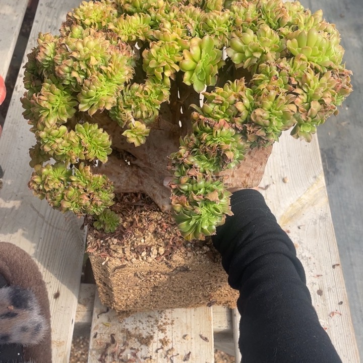 多肉多糖也太多吃起来好舒服的那种哦