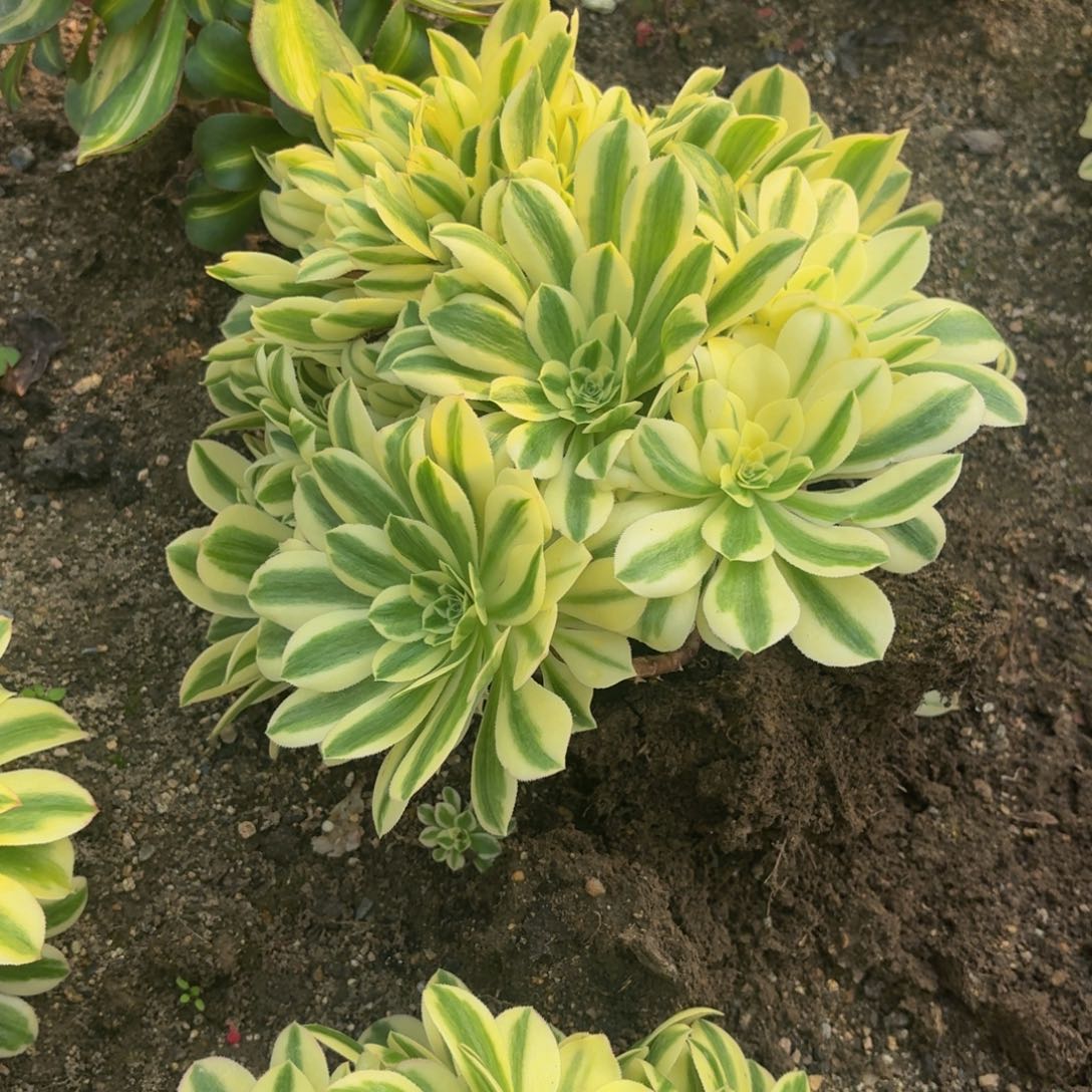 迈巴赫多肉植物10多肉