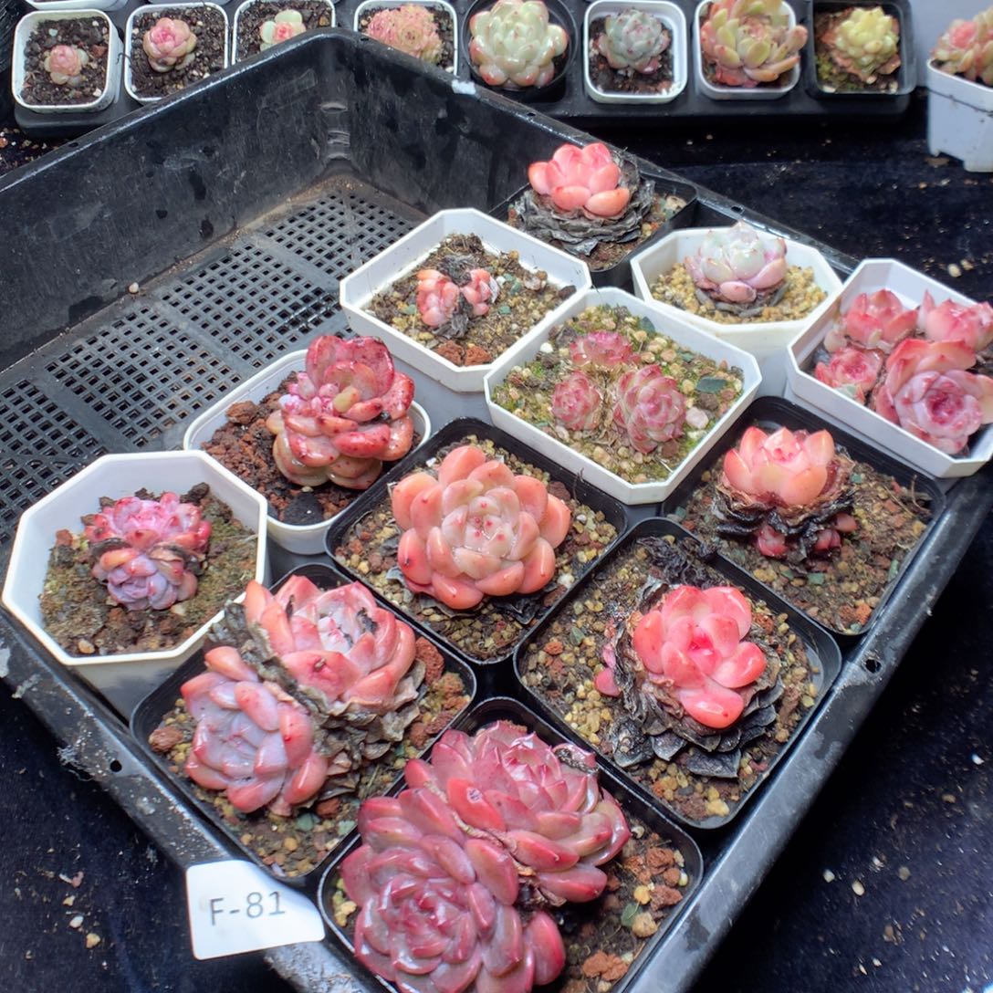 无花朵F81。 yyyyyyyyy