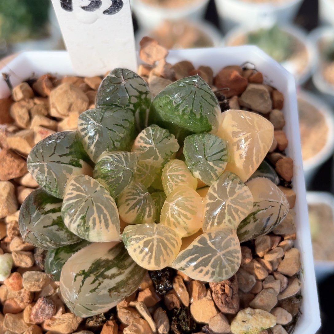 153塑料皮锦。      