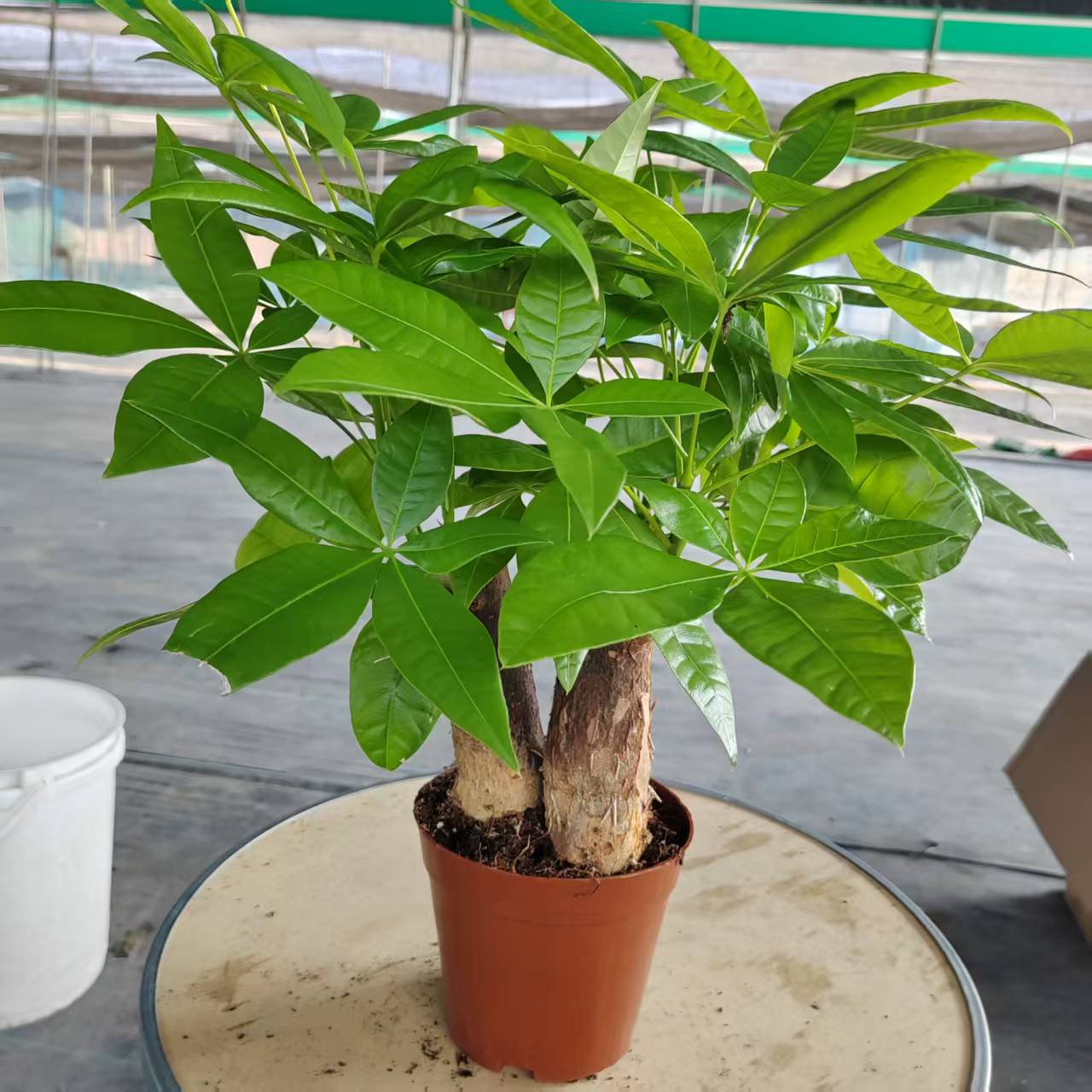 三杆大号发财树盆栽室内客厅办公室绿植四季常青易活水培好养