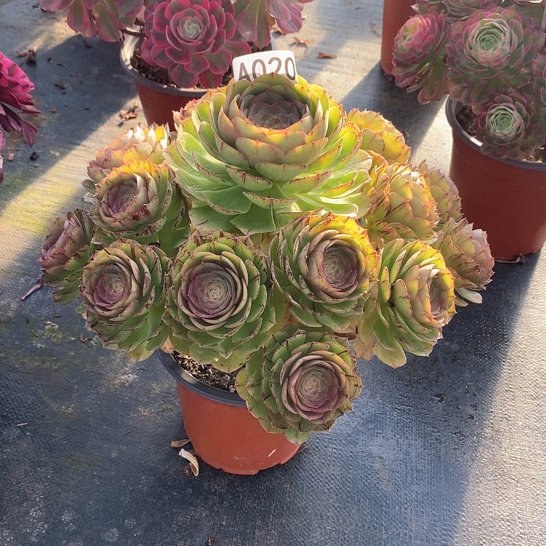 万拉丝020多肉法师植物