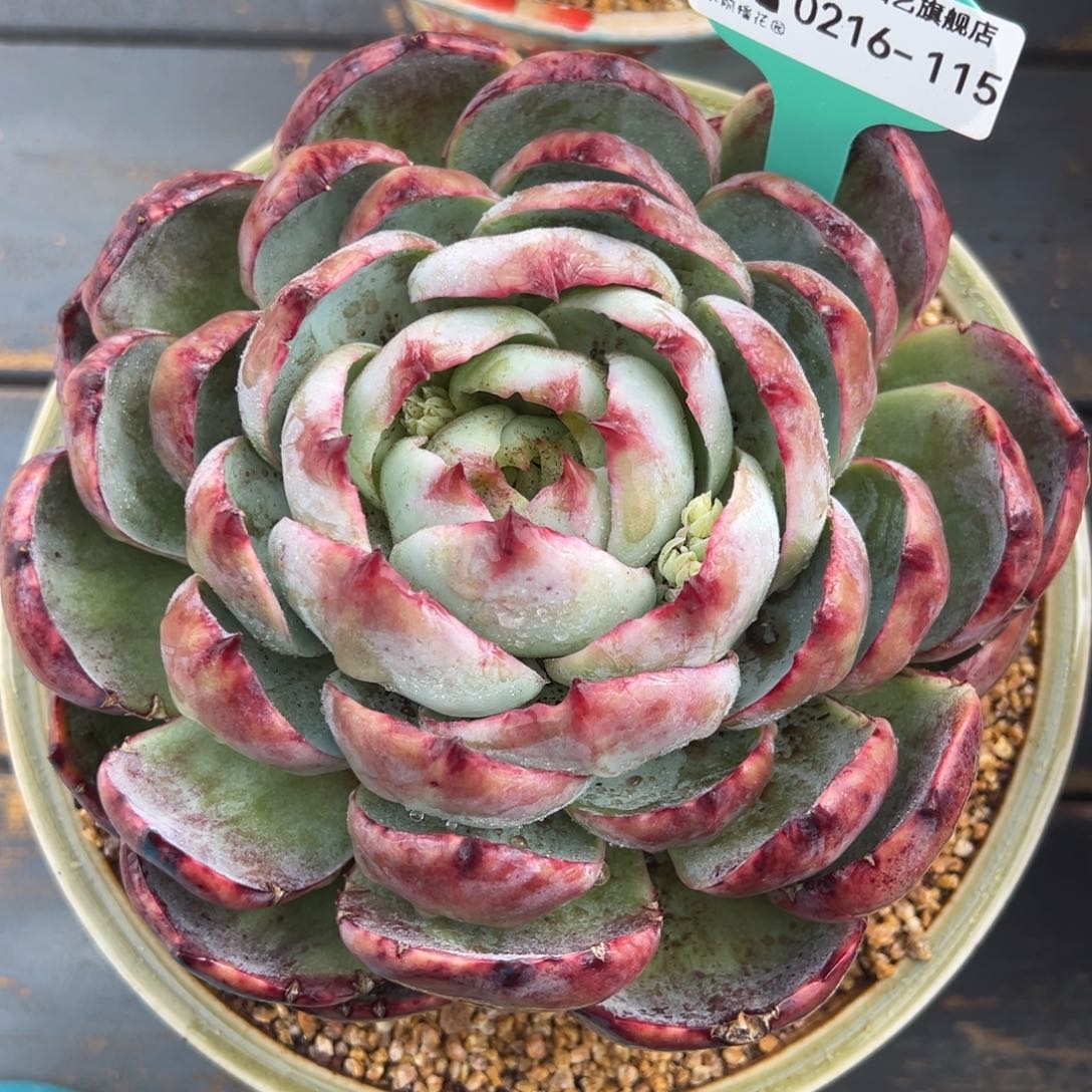 从前慢多肉精选编号0216.115