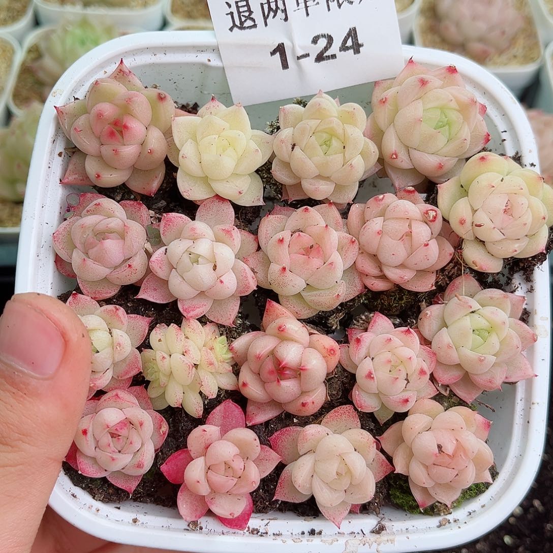 1-24新疆西藏内蒙不发12.8包邮2-3公分多肉