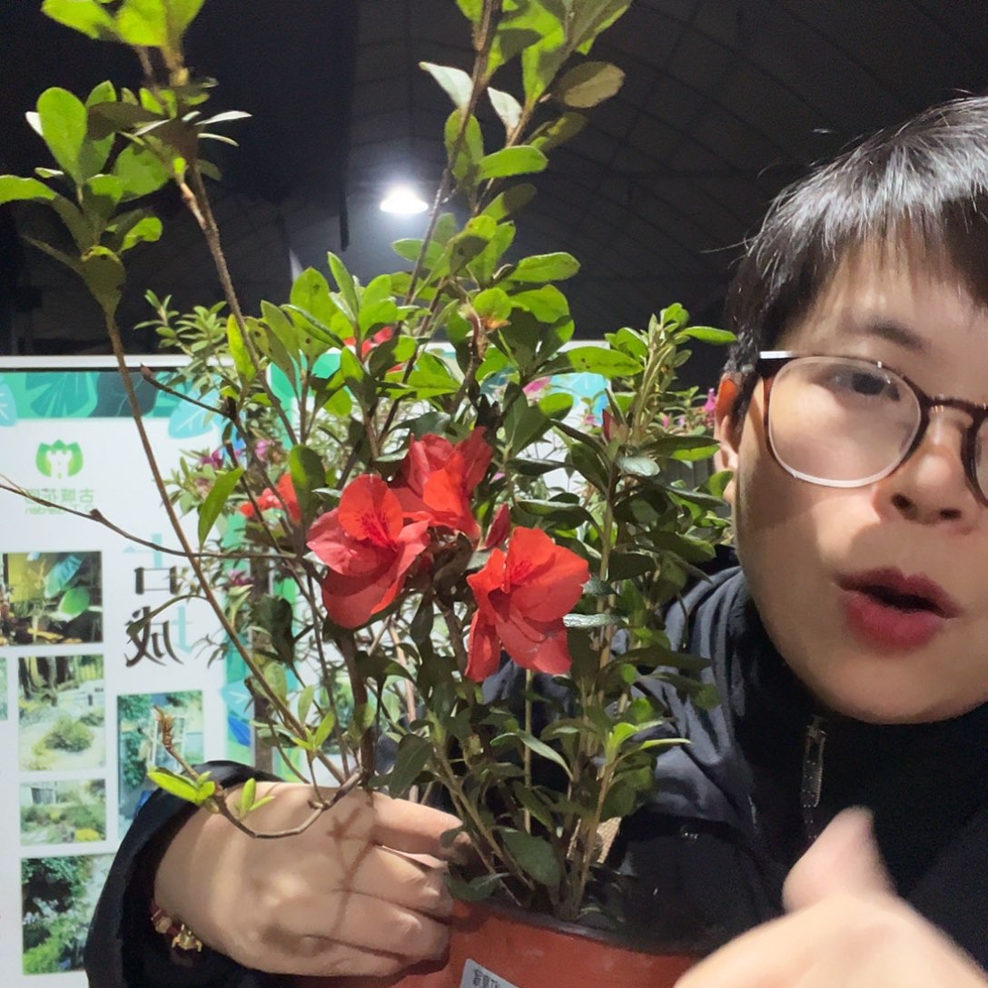 杨***完全开放余烬加红皇冠杜鹃