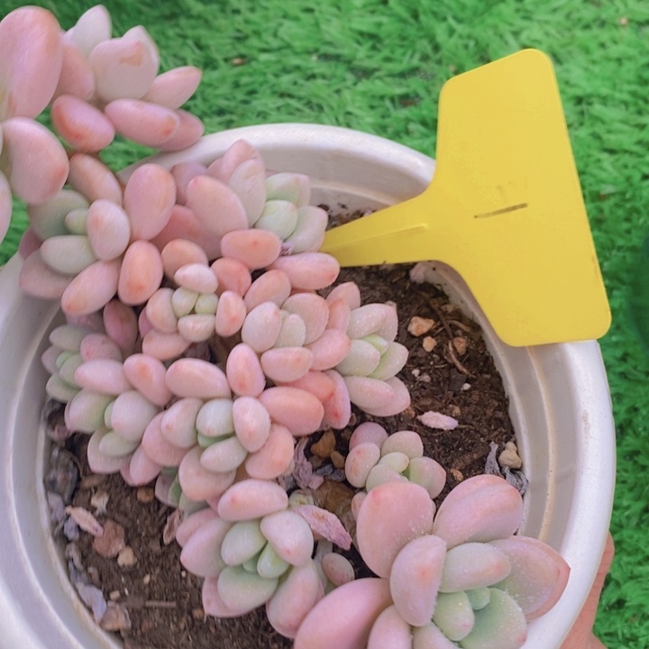 多肉植物，开心多肉，粉丝福利场