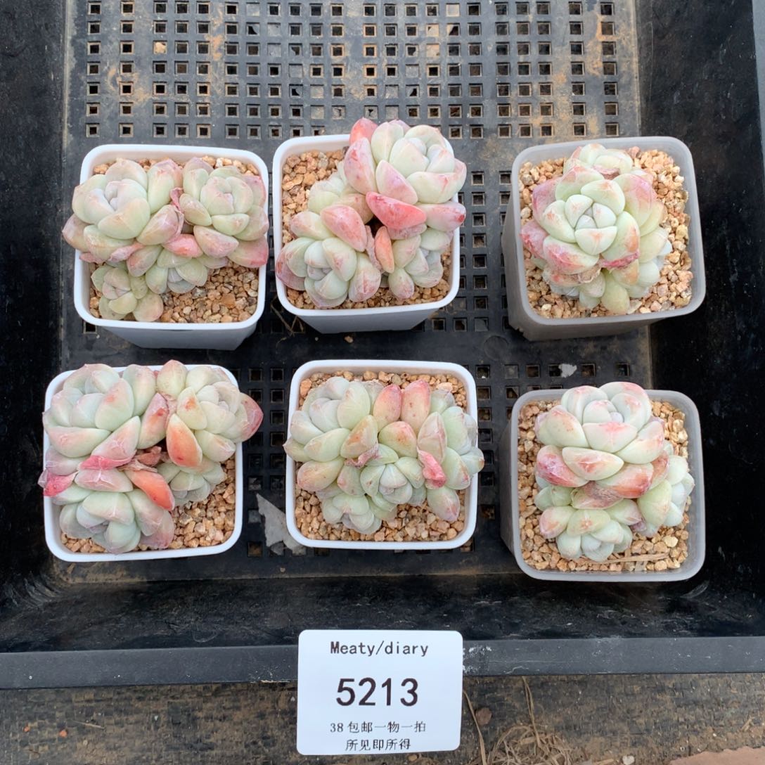 特5213精控冰玉4头4厘米左右6颗一组