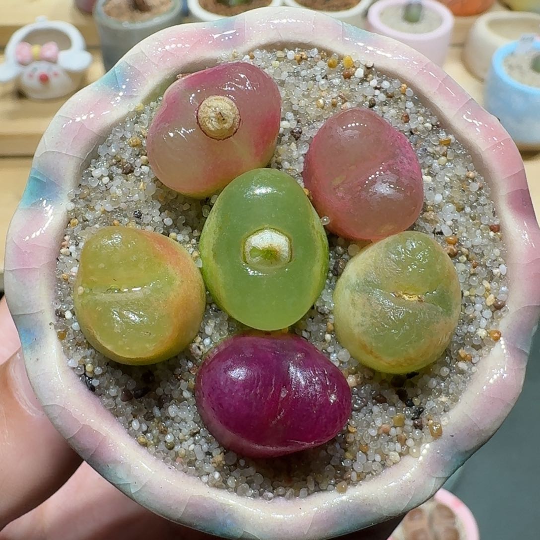 红陶蘑菇643毛汉尼