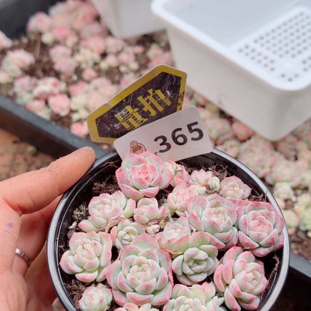 多肉植物多肉植物