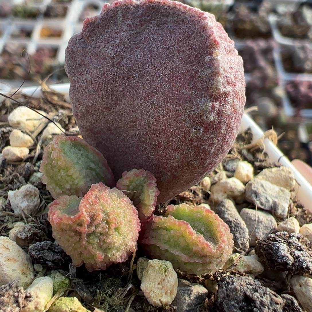 实生底叶苗纹路款多肉植物水泡