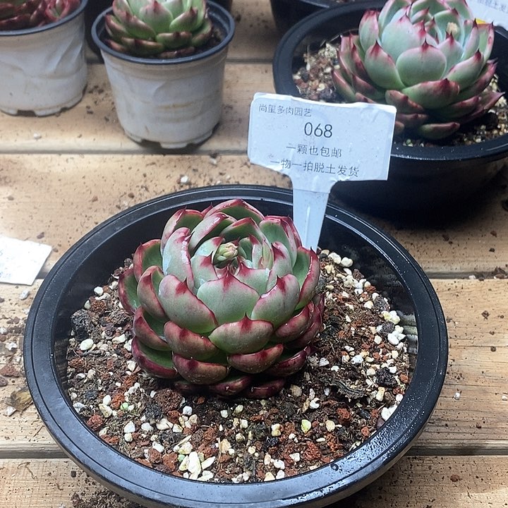 惊鸿仙子一物一拍068