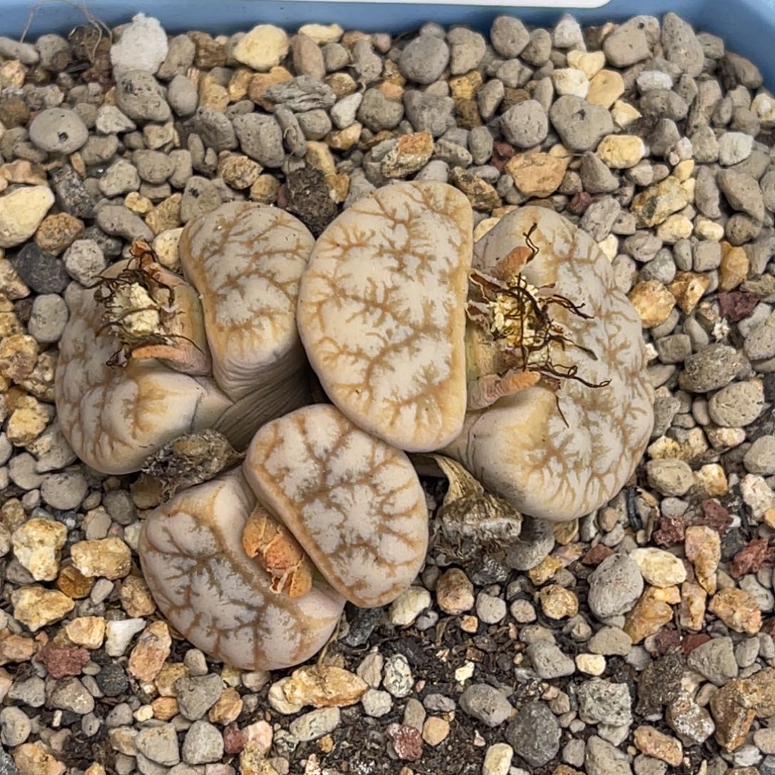 3441三头向日葵1群生