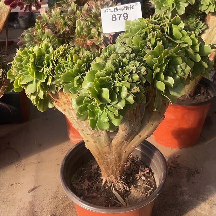 879，绿羊绒缀不包邮