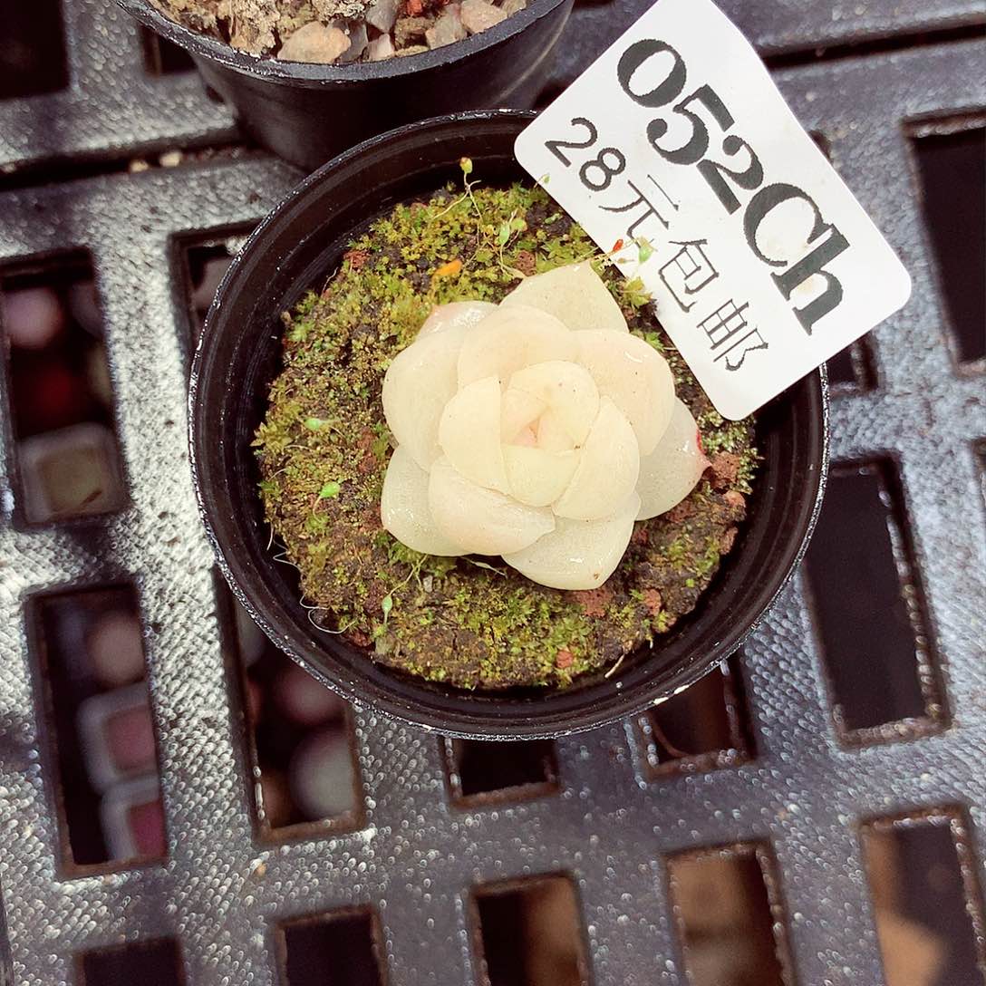 5厘米盆精控多肉052