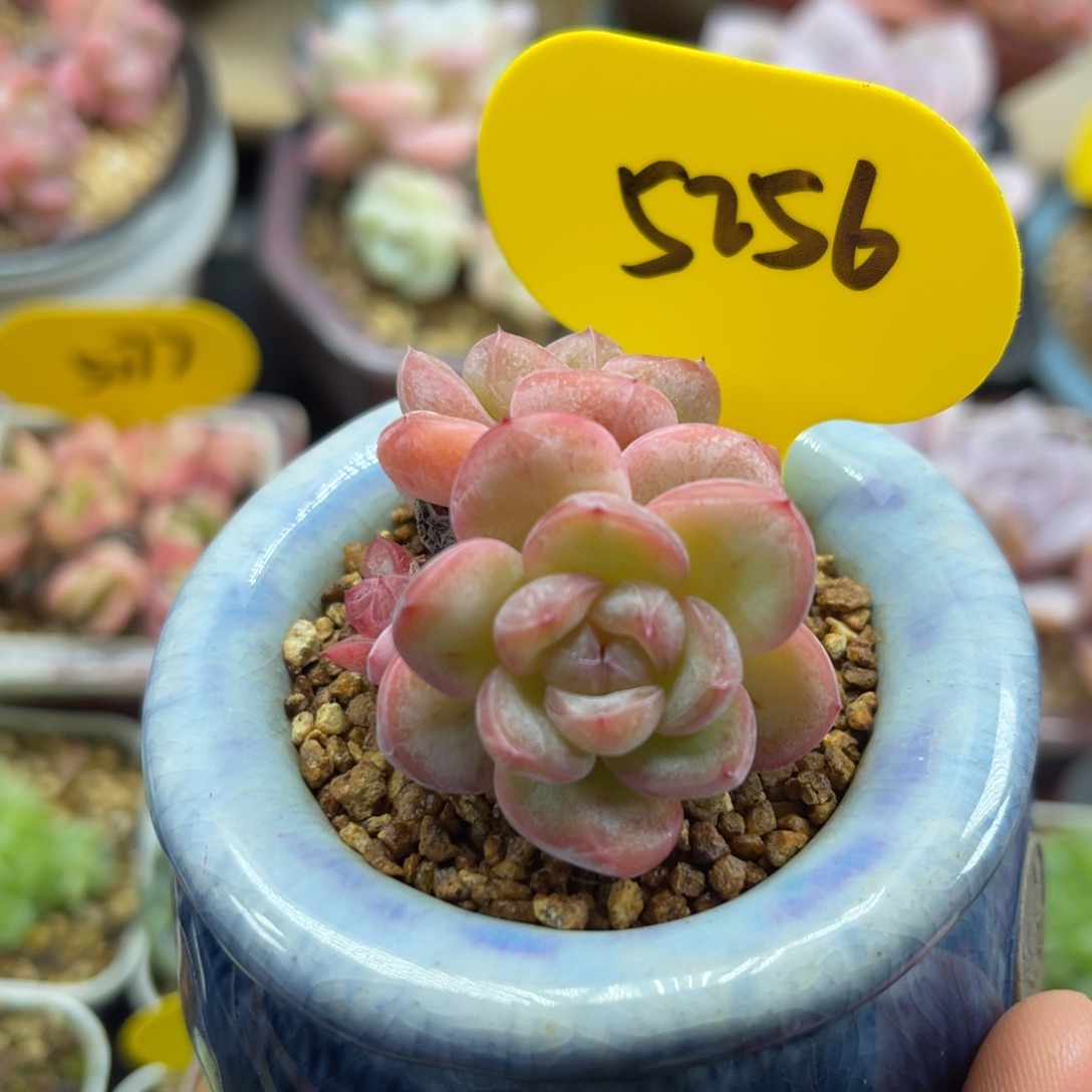 星星珍妮双头5256